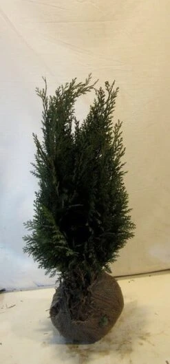 Blauwe Haagconifeer (Chamaecyparis Lawsoniana 'Columnaris') -Tuinplanten Winkel chamacyparislcolumnaris060 080