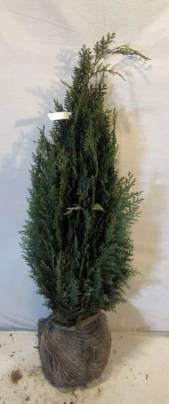 Blauwe Haagconifeer (Chamaecyparis Lawsoniana 'Columnaris') -Tuinplanten Winkel chamacyparislcolumnaris080 100