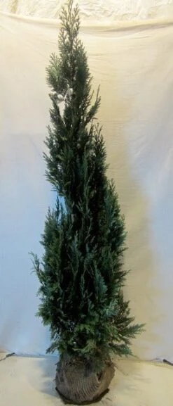 Blauwe Haagconifeer (Chamaecyparis Lawsoniana 'Columnaris') -Tuinplanten Winkel chamacyparislcolumnaris150 175