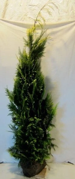 Gele Haagconifeer (Chamaecyparis Lawsoniana 'Ivonne') -Tuinplanten Winkel chamacyparislivonne175 200