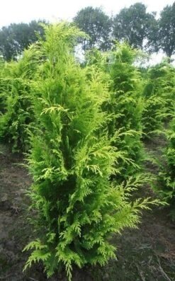 Gele Haagconifeer (Chamaecyparis Lawsoniana 'Stardust') 12 Gele Haagconifeer (Chamaecyparis Lawsoniana 'Stardust') -Tuinplanten Winkel chamacyparislstard100125vh