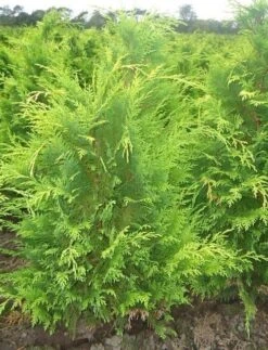 Gele Haagconifeer (Chamaecyparis Lawsoniana 'Stardust') 11 Gele Haagconifeer (Chamaecyparis Lawsoniana 'Stardust') -Tuinplanten Winkel chamacyparislstard60100jv