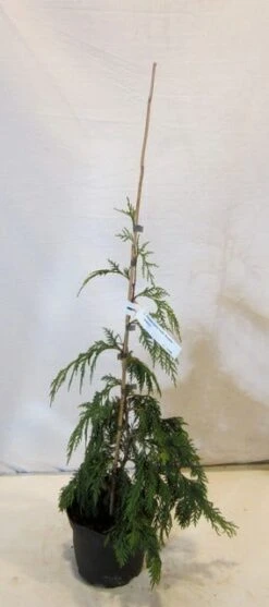 Cypres (Chamaecyparis Nootkatensis 'Pendula') -Tuinplanten Winkel chamacyparisnpendula050 060