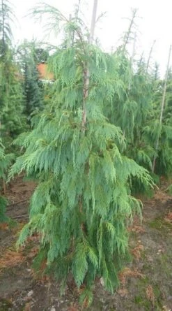 Cypres (Chamaecyparis Nootkatensis 'Pendula') -Tuinplanten Winkel chamacyparisntkpend.125150ak