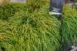 Dwergcypres (Chamaecyparis Pisifera 'Sungold') -Tuinplanten Winkel chamaecyparis sungold lm01