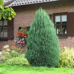 Blauwe Haagconifeer (Chamaecyparis Lawsoniana 'Columnaris') -Tuinplanten Winkel chamaecyparis law. columnaris