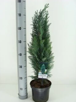 Blauwe Haagconifeer (Chamaecyparis Lawsoniana 'Columnaris') -Tuinplanten Winkel chamaecyparis law. columnaris c3 m