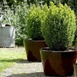 Cypres (Chamaecyparis Lawsoniana 'Ellwood's Gold') -Tuinplanten Winkel chamaecyparis law. ellw. gold