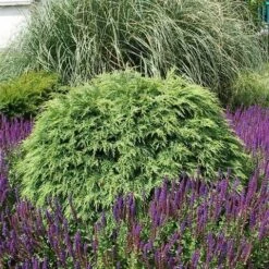 Dwergcipres (Chamaecyparis Lawsoniana 'Globosa') -Tuinplanten Winkel chamaecyparis law. globosa