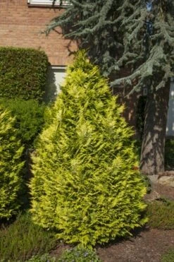 Gele Haagconifeer (Chamaecyparis Lawsoniana 'Ivonne') -Tuinplanten Winkel chamaecyparis law. ivonne