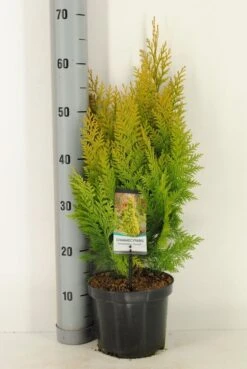 Gele Haagconifeer (Chamaecyparis Lawsoniana 'Ivonne') -Tuinplanten Winkel chamaecyparis law. ivonne c3 m