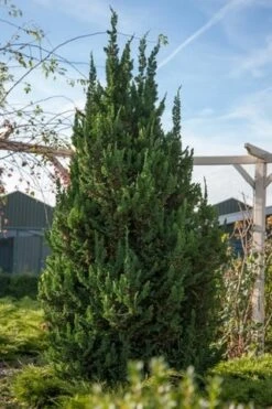 Dwergcipres (Chamaecyparis Lawsoniana 'Wisselii') -Tuinplanten Winkel chamaecyparis law. wisselii