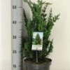 Dwergcipres (Chamaecyparis Lawsoniana 'Wisselii') 2 Dwergcipres (Chamaecyparis Lawsoniana 'Wisselii') -Tuinplanten Winkel chamaecyparis law. wisselii c3 m