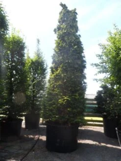 Gele Haagconifeer (Chamaecyparis Lawsoniana 'Ivonne') -Tuinplanten Winkel chamaecyparis lawsoniana ivonne 500 600 c750