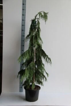 Cypres (Chamaecyparis Nootkatensis 'Pendula') -Tuinplanten Winkel chamaecyparis n. pendula 125 150 cm co. 12l v