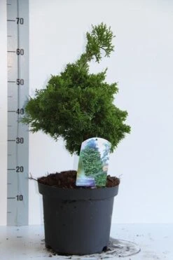 Dwergcypres (Chamaecyparis Obtusa 'Nana Gracilis') -Tuinplanten Winkel chamaecyparis o nana gracilis 30 35 cm co. 7.5l v