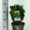 Gele Dwergconifeer (Chamaecyparis Obtusa 'Nana Aurea') -Tuinplanten Winkel chamaecyparis obt. nana aurea c3 m