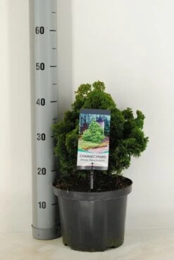 Dwergcypres (Chamaecyparis Obtusa 'Nana Gracilis') -Tuinplanten Winkel chamaecyparis obt. nana gracilis c5 m
