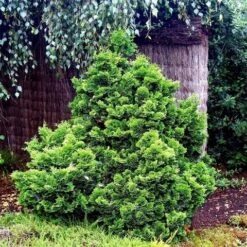 Dwergcypres (Chamaecyparis Obtusa 'Nana Gracilis') -Tuinplanten Winkel chamaecyparis obtusa nana gracilis