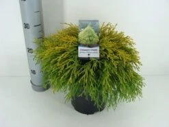 Cypres (Chamaecyparis Pisifera 'Filifera Aurea') -Tuinplanten Winkel chamaecyparis pis. filifera aurea c3 m