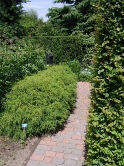 Cypres (Chamaecyparis Pisifera 'Filifera Nana') 13 Cypres (Chamaecyparis Pisifera 'Filifera Nana') -Tuinplanten Winkel chamaecyparis pis. filifera nana