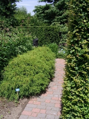 Cypres (Chamaecyparis Pisifera 'Filifera Nana') 8 Cypres (Chamaecyparis Pisifera 'Filifera Nana') - Afbeelding 6