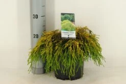 Dwergcypres (Chamaecyparis Pisifera 'Sungold') -Tuinplanten Winkel chamaecyparis pis. sungold c3 m