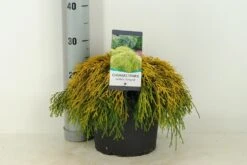 Dwergcypres (Chamaecyparis Pisifera 'Sungold') -Tuinplanten Winkel chamaecyparis pis. sungold c5 m