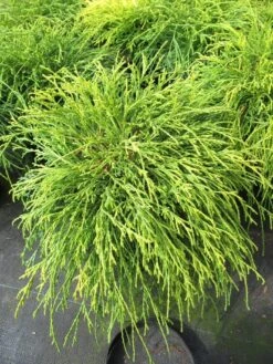 Dwergcypres (Chamaecyparis Pisifera 'Sungold') -Tuinplanten Winkel chamaecyparis pisifera sungold 1