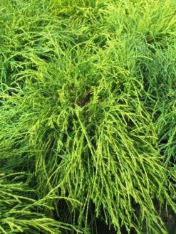 Dwergcypres (Chamaecyparis Pisifera 'Sungold') -Tuinplanten Winkel chamaecyparis pisifera sungold 2