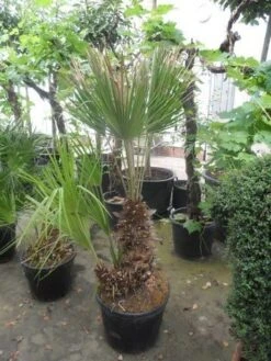 Dwergpalm (Chamaerops Humilis) 17 Dwergpalm (Chamaerops Humilis) -Tuinplanten Winkel chamaerops humilis 100 125 150 c70 1