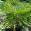Dwergpalm (Chamaerops Humilis) -Tuinplanten Winkel chamaerops humilis 100 125 c50