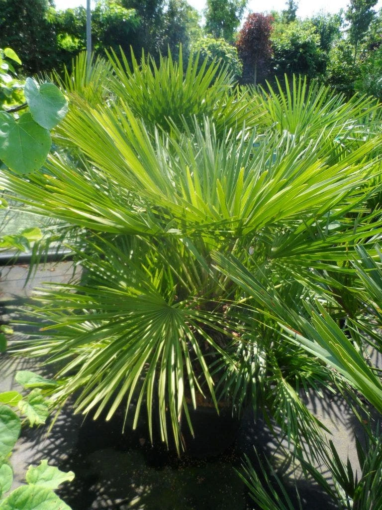 Dwergpalm (Chamaerops Humilis) 3 Dwergpalm (Chamaerops Humilis)