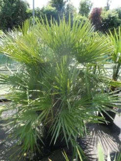 Dwergpalm (Chamaerops Humilis) 18 Dwergpalm (Chamaerops Humilis) -Tuinplanten Winkel chamaerops humilis 125 150 c70