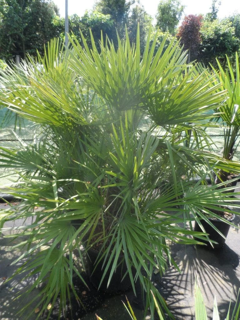 Dwergpalm (Chamaerops Humilis) 10 Dwergpalm (Chamaerops Humilis) - Afbeelding 8