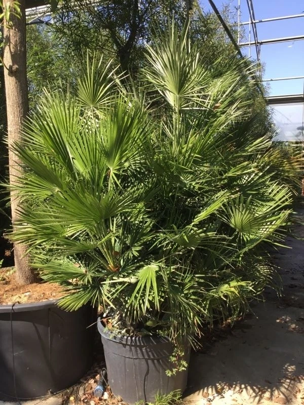 Dwergpalm (Chamaerops Humilis) 11 Dwergpalm (Chamaerops Humilis) - Afbeelding 9