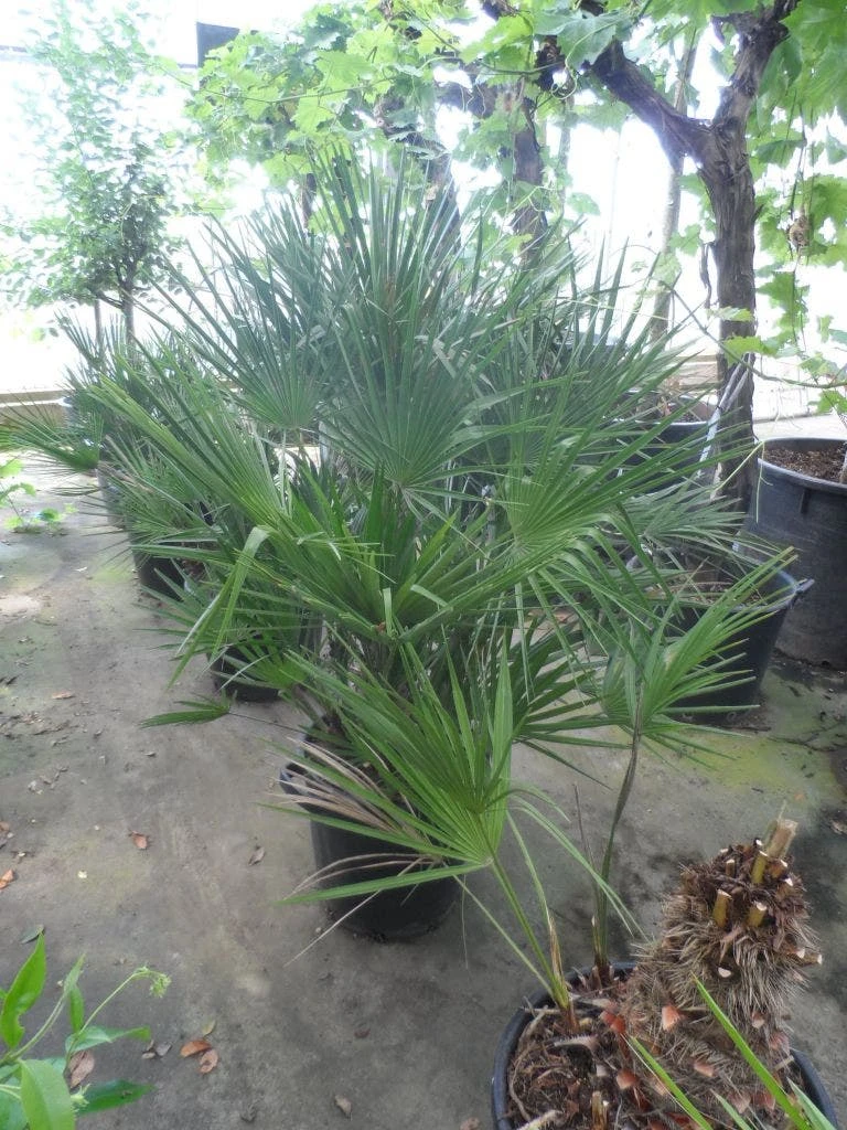 Dwergpalm (Chamaerops Humilis) 8 Dwergpalm (Chamaerops Humilis) - Afbeelding 6