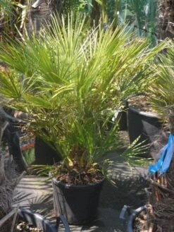 Dwergpalm (Chamaerops Humilis) 15 Dwergpalm (Chamaerops Humilis) -Tuinplanten Winkel chamaerops humilis c20 60 80