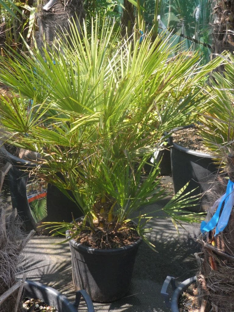 Dwergpalm (Chamaerops Humilis) 7 Dwergpalm (Chamaerops Humilis) - Afbeelding 5