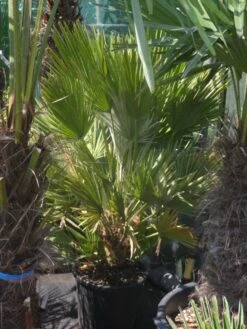 Dwergpalm (Chamaerops Humilis 'Vulcano') -Tuinplanten Winkel chamaerops humilis vulcano 60 80 c20