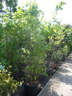 Winterzoet (Chimonanthus Praecox) -Tuinplanten Winkel chimonanthus praecox 175 200 250 c50