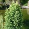 Cypres (Chamaecyparis Lawsoniana 'Ellwood's Gold') -Tuinplanten Winkel chlegold 1
