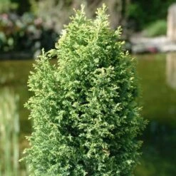 Cypres (Chamaecyparis Lawsoniana 'Ellwood's Gold')
