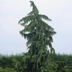 Cypres (Chamaecyparis Nootkatensis 'Pendula') -Tuinplanten Winkel chnpendu 4
