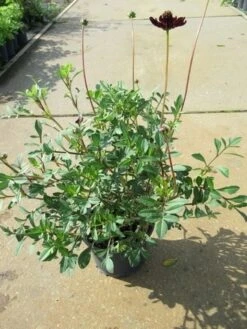 Chocoladeplant (Cosmos Atrosanguineus) 7 Chocoladeplant (Cosmos Atrosanguineus) -Tuinplanten Winkel chocoladeplant cosmos atrosanguineus 3 1