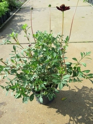 Chocoladeplant (Cosmos Atrosanguineus) 4 Chocoladeplant (Cosmos Atrosanguineus) - Afbeelding 2