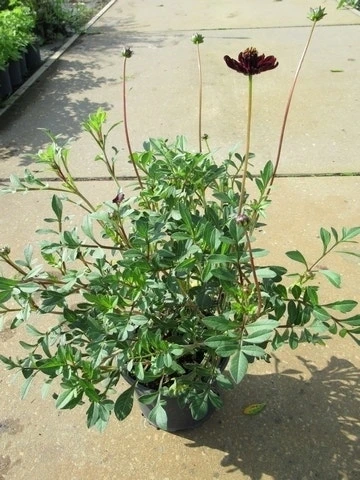 Chocoladeplant (Cosmos Atrosanguineus) 5 Chocoladeplant (Cosmos Atrosanguineus) - Afbeelding 3