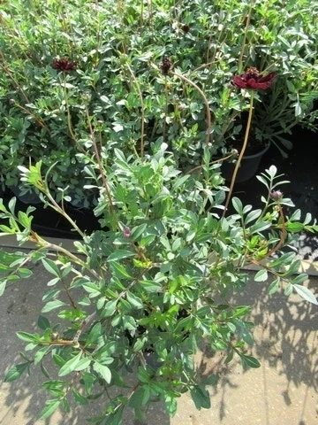 Chocoladeplant (Cosmos Atrosanguineus) 6 Chocoladeplant (Cosmos Atrosanguineus) - Afbeelding 4