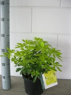 Choisya (Choisya Ternata 'Sundance') -Tuinplanten Winkel choisya sundance c3 september