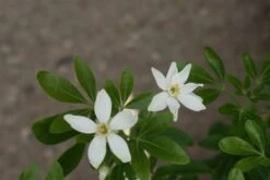 Choisya (Choisya Ternata) 13 Choisya (Choisya Ternata) -Tuinplanten Winkel choisya ternata